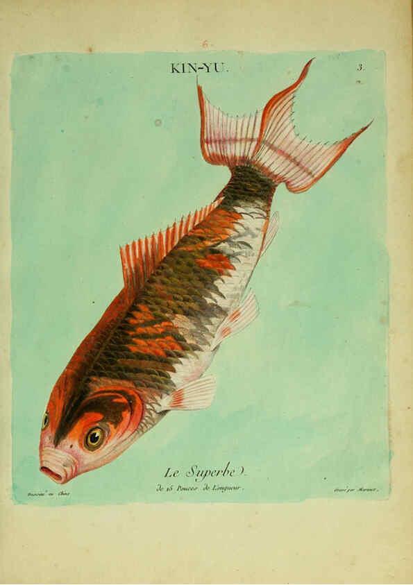 Reproducción/Reproduction 6056334620: Histoire naturelle des dorades de la Chine Paris :[s.n.],1780