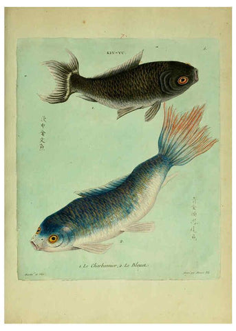 Reproducción/Reproduction 6056335204: Histoire naturelle des dorades de la Chine Paris :[s.n.],1780