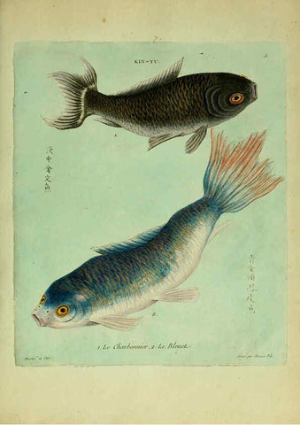 Reproducción/Reproduction 6056335204: Histoire naturelle des dorades de la Chine Paris :[s.n.],1780