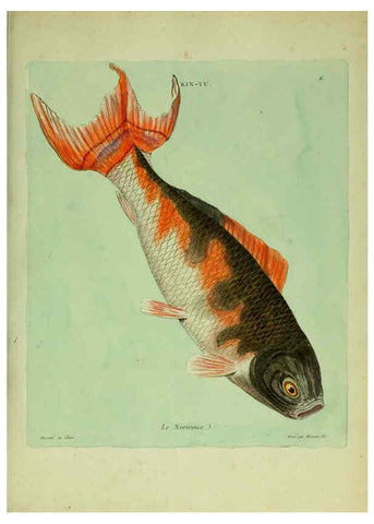 Reproducción/Reproduction 6056335506: Histoire naturelle des dorades de la Chine Paris :[s.n.],1780