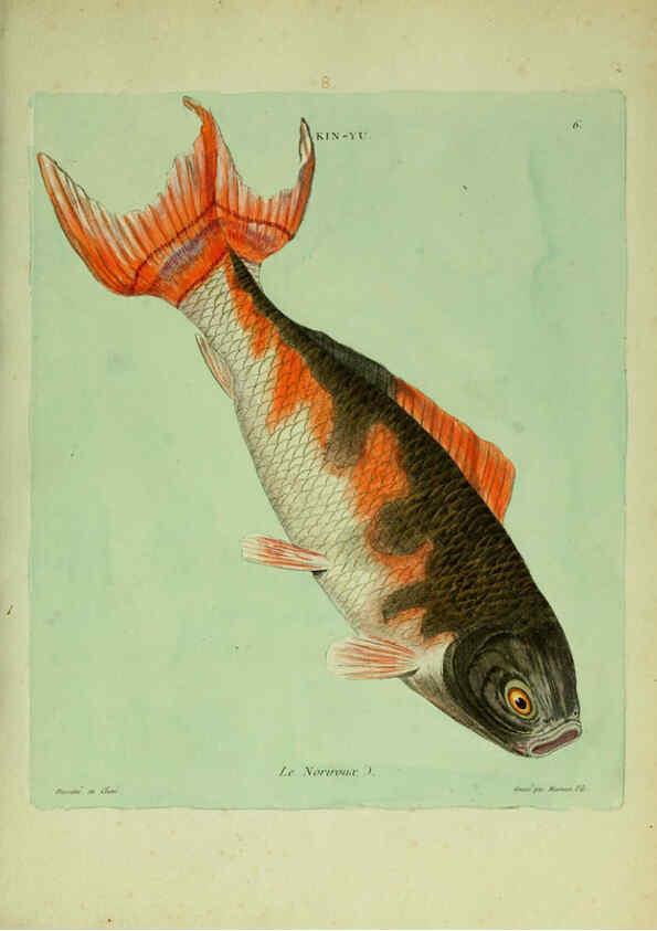 Reproducción/Reproduction 6056335506: Histoire naturelle des dorades de la Chine Paris :[s.n.],1780