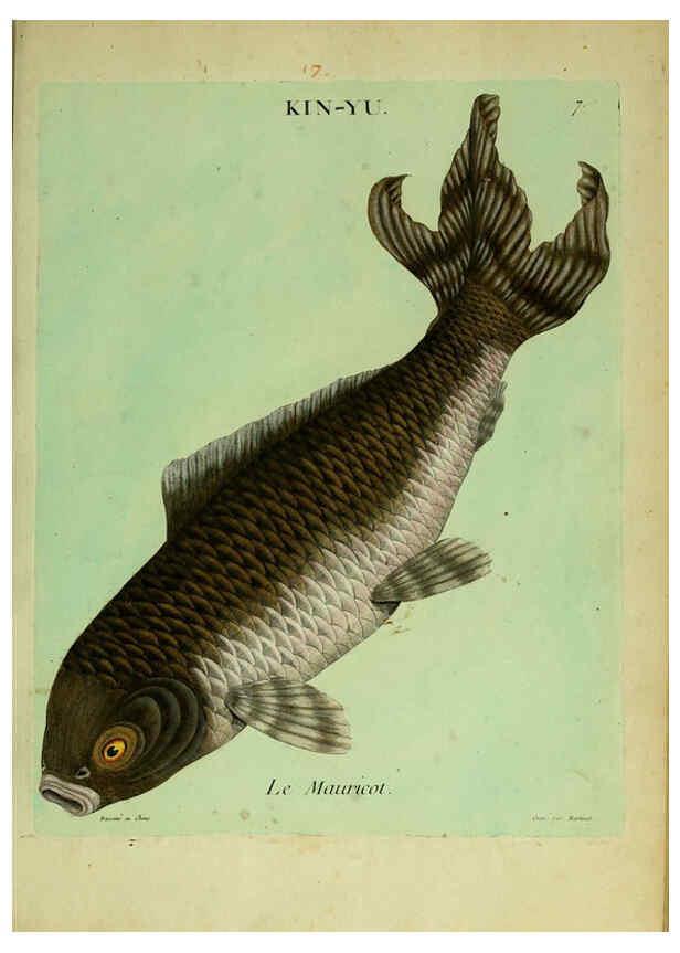 Reproducción/Reproduction 6055789399: Histoire naturelle des dorades de la Chine Paris :[s.n.],1780