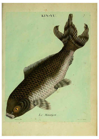 Reproducción/Reproduction 6055789399: Histoire naturelle des dorades de la Chine Paris :[s.n.],1780