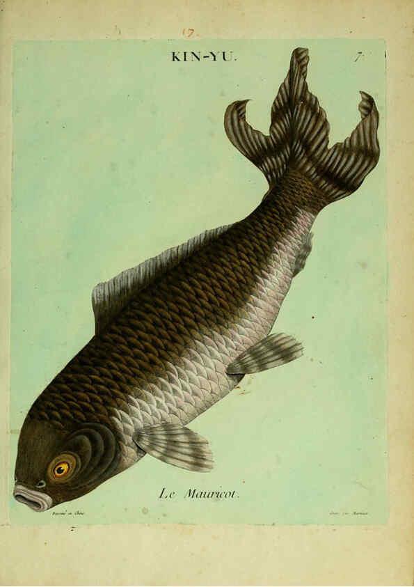 Reproducción/Reproduction 6055789399: Histoire naturelle des dorades de la Chine Paris :[s.n.],1780