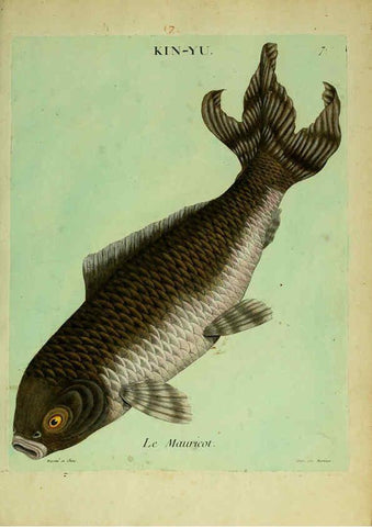 Reproducción/Reproduction 6055789399: Histoire naturelle des dorades de la Chine Paris :[s.n.],1780