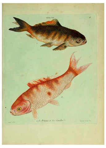 Reproducción/Reproduction 6055789609: Histoire naturelle des dorades de la Chine Paris :[s.n.],1780