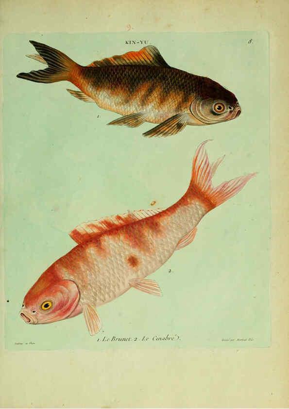 Reproducción/Reproduction 6055789609: Histoire naturelle des dorades de la Chine Paris :[s.n.],1780