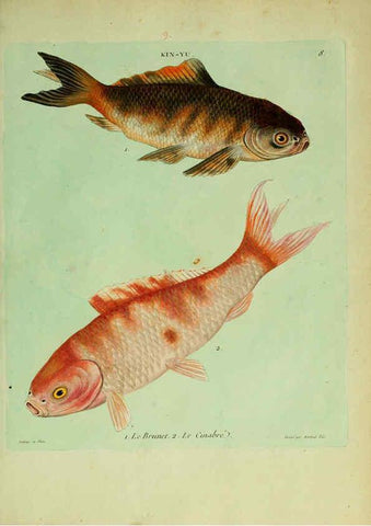 Reproducción/Reproduction 6055789609: Histoire naturelle des dorades de la Chine Paris :[s.n.],1780