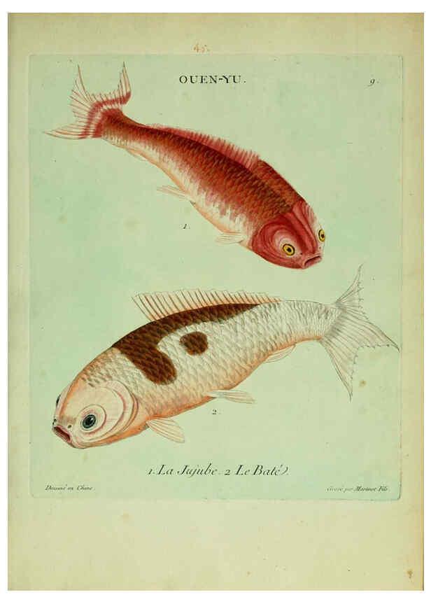 Reproducción/Reproduction 6055789777: Histoire naturelle des dorades de la Chine Paris :[s.n.],1780