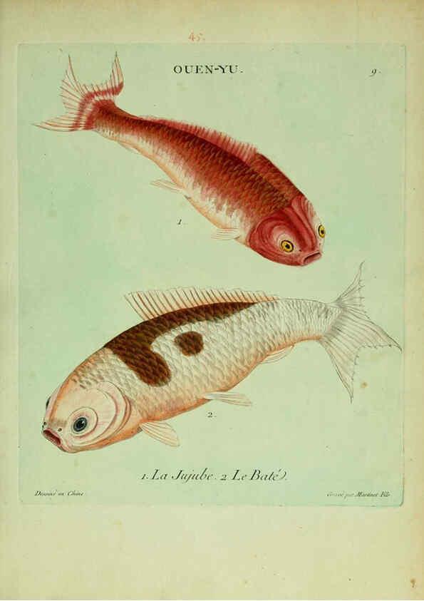 Reproducción/Reproduction 6055789777: Histoire naturelle des dorades de la Chine Paris :[s.n.],1780