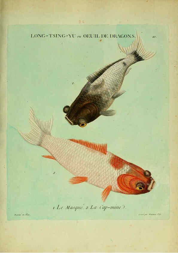 Reproducción/Reproduction 6056336450: Histoire naturelle des dorades de la Chine Paris :[s.n.],1780