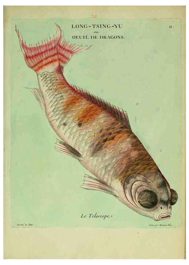 Reproducción/Reproduction 6056336944: Histoire naturelle des dorades de la Chine Paris :[s.n.],1780