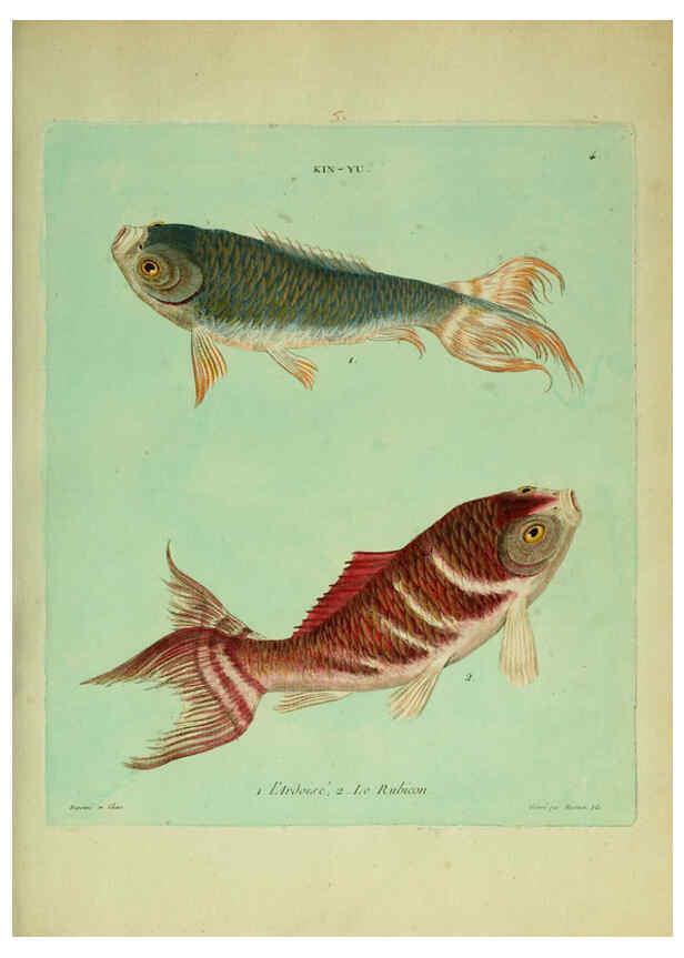Reproducción/Reproduction 6055788503: Histoire naturelle des dorades de la Chine Paris :[s.n.],1780
