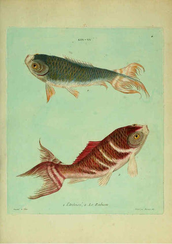 Reproducción/Reproduction 6055788503: Histoire naturelle des dorades de la Chine Paris :[s.n.],1780