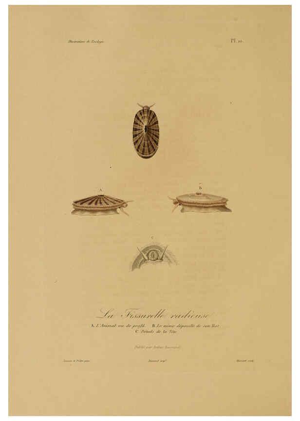 Reproducción/Reproduction 6055930157: Illustrations de zoologie Paris,A. Bertrand[1832-35?] 