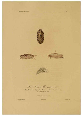 Reproducción/Reproduction 6055930157: Illustrations de zoologie Paris,A. Bertrand[1832-35?] 
