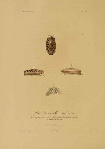 Reproducción/Reproduction 6055930157: Illustrations de zoologie Paris,A. Bertrand[1832-35?] 