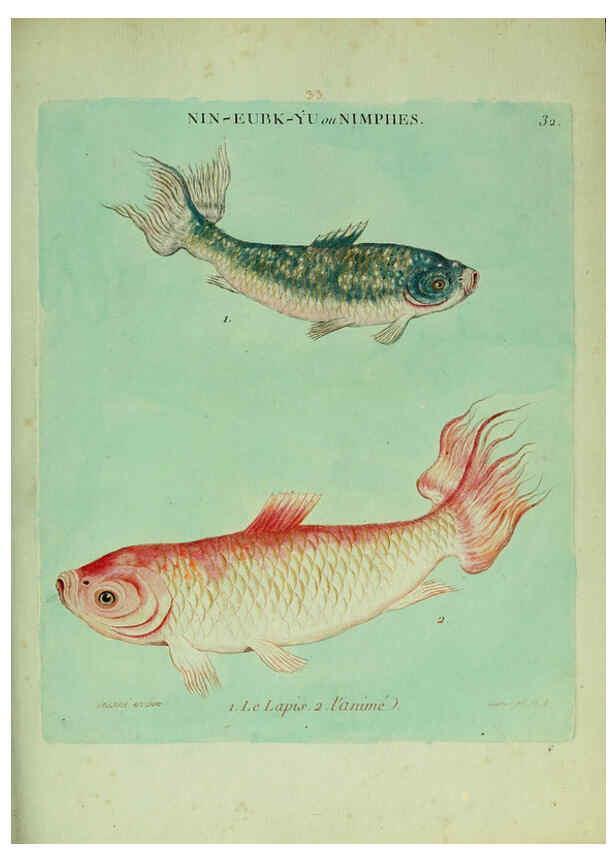 Reproducción/Reproduction 6056342454: Histoire naturelle des dorades de la Chine Paris :[s.n.],1780