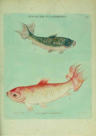 Reproducción/Reproduction 6056342454: Histoire naturelle des dorades de la Chine Paris :[s.n.],1780