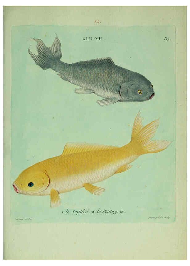 Reproducción/Reproduction 6055796469: Histoire naturelle des dorades de la Chine Paris :[s.n.],1780