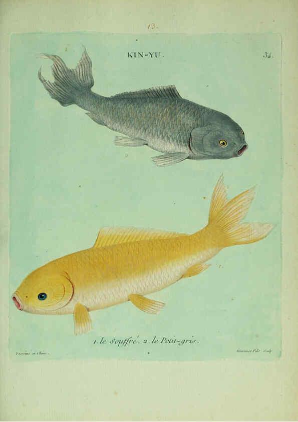 Reproducción/Reproduction 6055796469: Histoire naturelle des dorades de la Chine Paris :[s.n.],1780