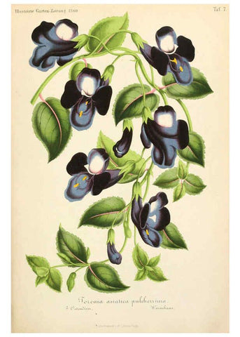 Reproducción/Reproduction 6055860415: Illustrierte Garten-Zeitung. bd.4 Stuttgart,E. Schweizerbart