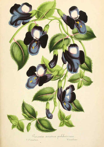 Reproducción/Reproduction 6055860415: Illustrierte Garten-Zeitung. bd.4 Stuttgart,E. Schweizerbart
