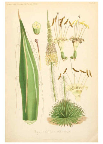 Reproducción/Reproduction 6056407520: Illustrierte Garten-Zeitung. bd.4 Stuttgart,E. Schweizerbart