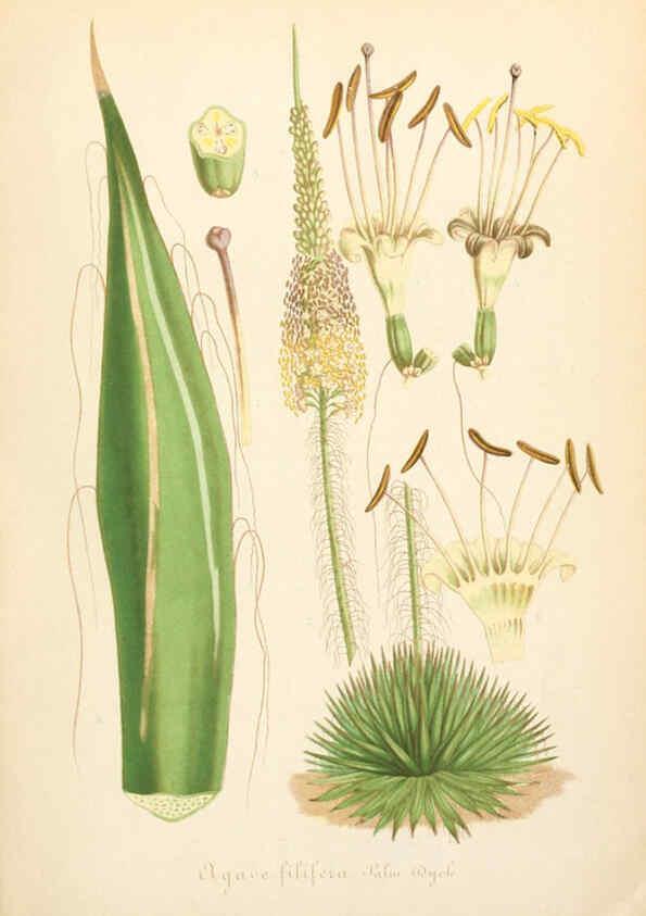 Reproducción/Reproduction 6056407520: Illustrierte Garten-Zeitung. bd.4 Stuttgart,E. Schweizerbart
