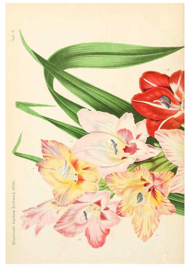 Reproducción/Reproduction 6056407752: Illustrierte Garten-Zeitung. bd.4 Stuttgart,E. Schweizerbart