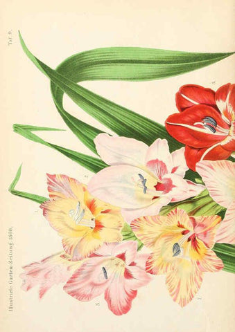 Reproducción/Reproduction 6056407752: Illustrierte Garten-Zeitung. bd.4 Stuttgart,E. Schweizerbart