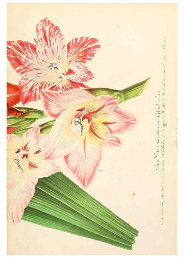 Reproducción/Reproduction 6056407960: Illustrierte Garten-Zeitung. bd.4 Stuttgart,E. Schweizerbart