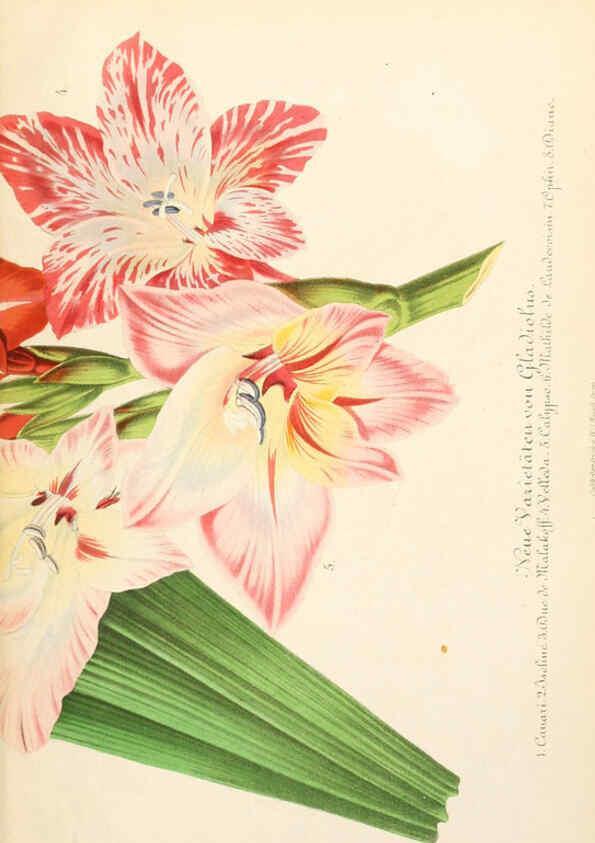 Reproducción/Reproduction 6056407960: Illustrierte Garten-Zeitung. bd.4 Stuttgart,E. Schweizerbart