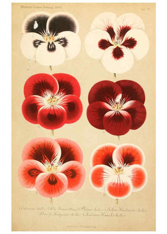 Reproducción/Reproduction 6056408468: Illustrierte Garten-Zeitung. bd.4 Stuttgart,E. Schweizerbart
