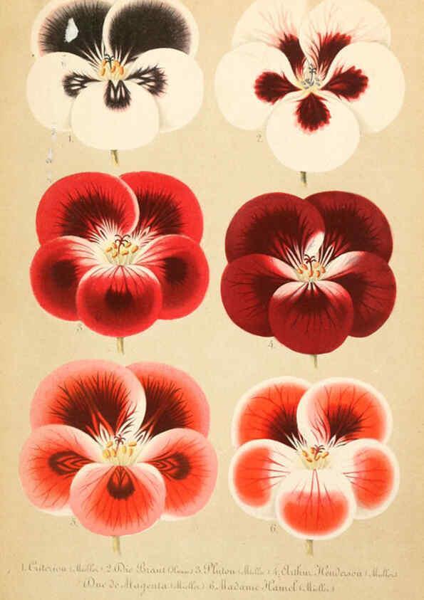 Reproducción/Reproduction 6056408468: Illustrierte Garten-Zeitung. bd.4 Stuttgart,E. Schweizerbart