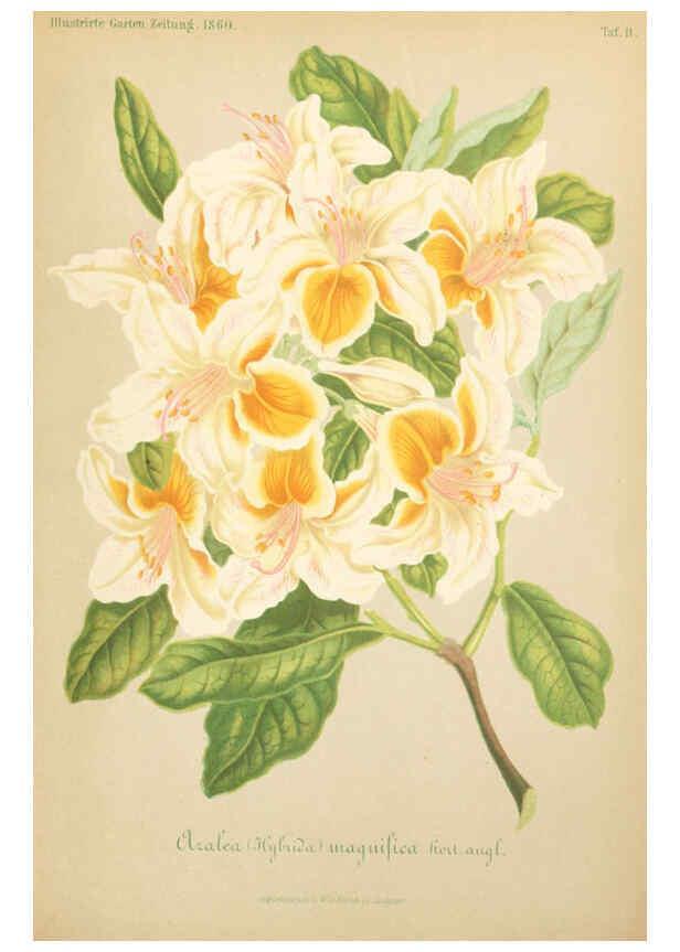 Reproducción/Reproduction 6055862107: Illustrierte Garten-Zeitung. bd.4 Stuttgart,E. Schweizerbart