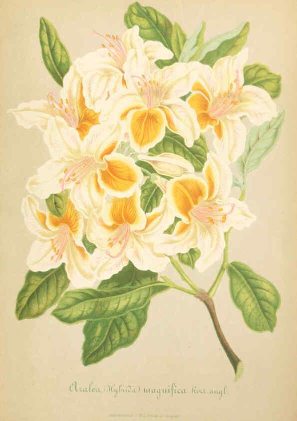 Reproducción/Reproduction 6055862107: Illustrierte Garten-Zeitung. bd.4 Stuttgart,E. Schweizerbart