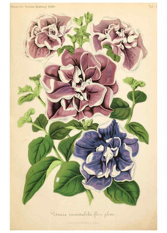 Reproducción/Reproduction 6056409130: Illustrierte Garten-Zeitung. bd.4 Stuttgart,E. Schweizerbart