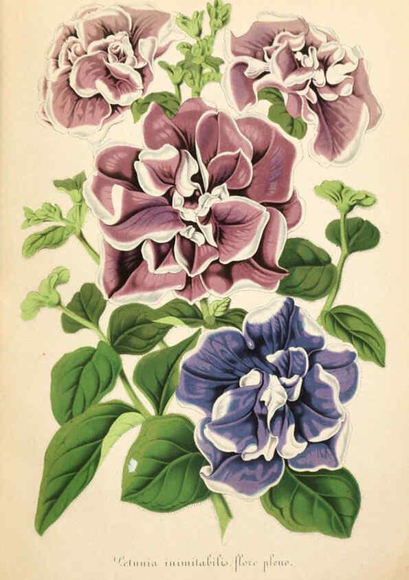Reproducción/Reproduction 6056409130: Illustrierte Garten-Zeitung. bd.4 Stuttgart,E. Schweizerbart