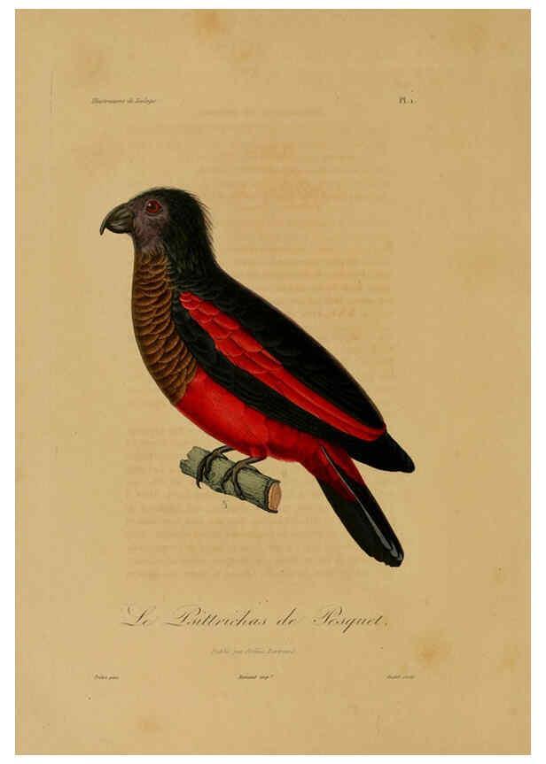 Reproducción/Reproduction 6055927151: Illustrations de zoologie Paris,A. Bertrand[1832-35?] 