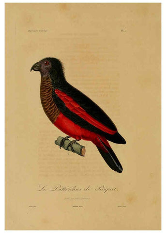 Reproducción/Reproduction 6055927151: Illustrations de zoologie Paris,A. Bertrand[1832-35?] 