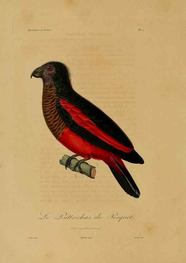 Reproducción/Reproduction 6055927151: Illustrations de zoologie Paris,A. Bertrand[1832-35?] 