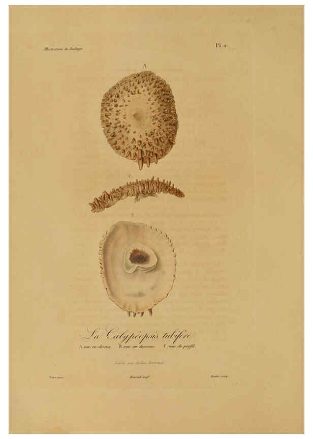 Reproducción/Reproduction 6056473854: Illustrations de zoologie Paris,A. Bertrand[1832-35?] 