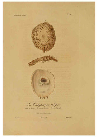 Reproducción/Reproduction 6056473854: Illustrations de zoologie Paris,A. Bertrand[1832-35?] 