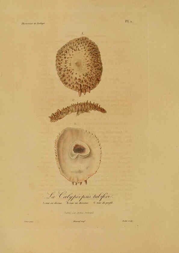 Reproducción/Reproduction 6056473854: Illustrations de zoologie Paris,A. Bertrand[1832-35?] 
