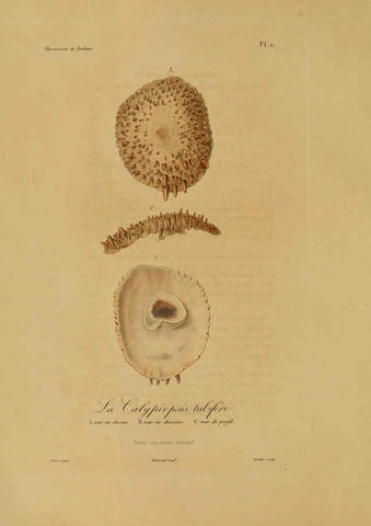 Reproducción/Reproduction 6056473854: Illustrations de zoologie Paris,A. Bertrand[1832-35?] 