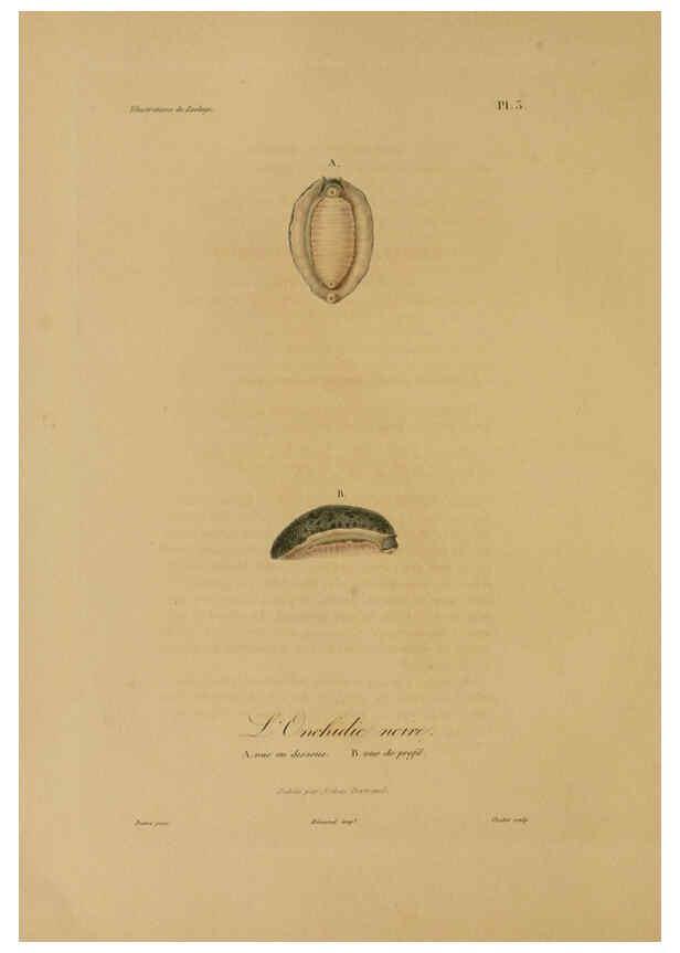 Reproducción/Reproduction 6056474198: Illustrations de zoologie Paris,A. Bertrand[1832-35?] 