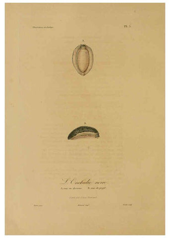 Reproducción/Reproduction 6056474198: Illustrations de zoologie Paris,A. Bertrand[1832-35?] 