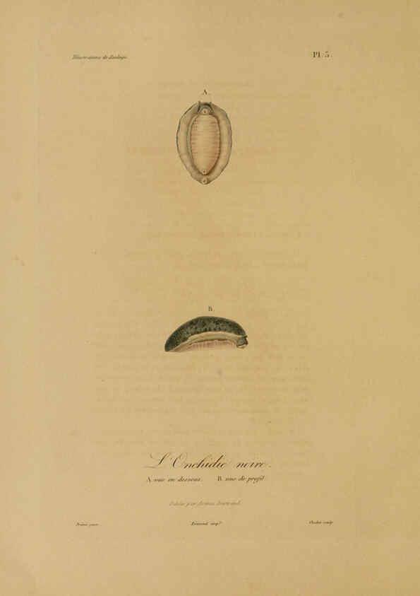 Reproducción/Reproduction 6056474198: Illustrations de zoologie Paris,A. Bertrand[1832-35?] 