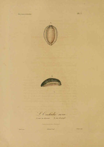 Reproducción/Reproduction 6056474198: Illustrations de zoologie Paris,A. Bertrand[1832-35?] 